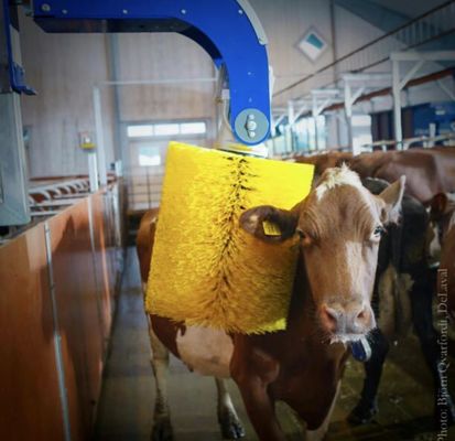 Customized Pasture Euphoria Cow Scratching Brush For Horses