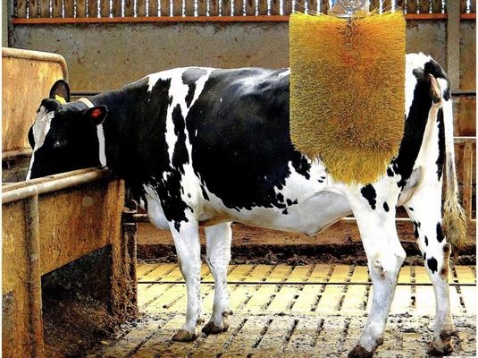 Customized Pasture Euphoria Cow Scratching Brush For Horses