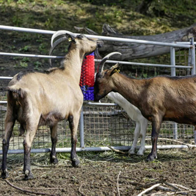 Spinning Livestock Scratching Brush Cow Cleaning Brush For Parasites