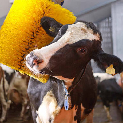 Popular Electric Oscillating Cow Scratcher Brush Cow Barn Equipment Cow Brush Automatic