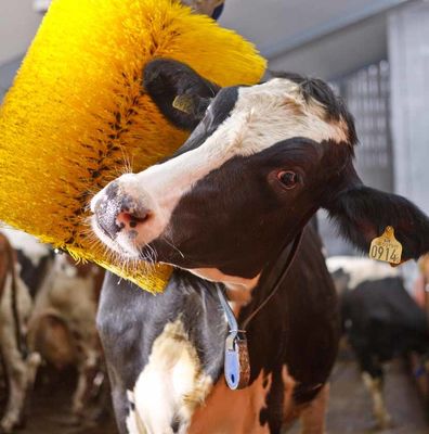 800x500mm And 600x500mm Electric Cow Body Brush For Animal Body Cleaning And Massage